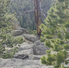 A weathered, bare tree stands among green pine trees on a rocky outcrop overlooking a forested valley