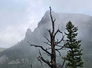 bare twisted tree branches in front of a misty mountain landscape with evergreen trees