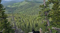 A black and white dog resting on a rocky ledge overlooking a dense pine forest and distant mountains under a partly cloudy sky