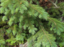 Green pine tree branches over a forest floor with a tree stump and small yellow flowers
