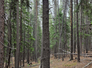 Dense forest with tall, thin trees and a forest floor covered with fallen branches and dry needles
