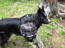 Black and white dog wearing a gray and black backpack standing on a grassy forest floor near a large tree stump