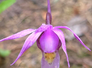 purple wildflower with narrow petals and a yellow center on a blurred natural background