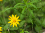 Yellow flower with narrow petals surrounded by green leaves and grass