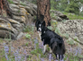 Black and white dog standing among purple wildflowers and rocks in a forested area