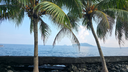 Two coconut palm trees on a rocky shore with calm blue ocean and distant islands under a clear sky