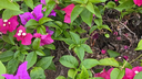 Cluster of vibrant pink and purple bougainvillea flowers with green leaves