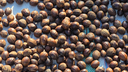 Numerous small, round brown seeds or nuts spread out evenly on woven fabric for drying