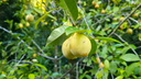 Close-up of a small pale yellow fruit hanging from a leafy green tree with more similar fruits and dense foliage in the background