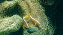 Two small fish with brown and white stripes swimming among light green and beige sea anemone tentacles
