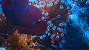 Clownfish swimming among blue and orange sea anemone tentacles underwater