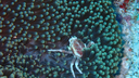 small white and red spotted crab nestled in the center of a sea anemone with dark green and light green tentacles
