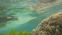 Underwater view showing green seaweed and coral formations with sunlight filtering through the water surface