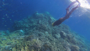 Snorkeler diving down near a vibrant coral reef under clear blue water