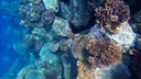 Colorful underwater coral reef with various hard corals and a slender fish swimming among the rocks