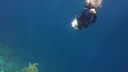 A diver in a wetsuit descending underwater near a sea turtle swimming above a coral reef
