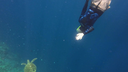 Person snorkeling underwater near a sea turtle swimming over a coral reef