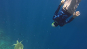 Person wearing a wetsuit diving underwater near a sea turtle in clear blue ocean water