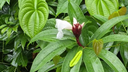 lush green tropical plants with heart-shaped leaves and white flowers with dark red bases, covered in droplets of water