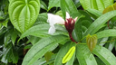 Glossy green heart-shaped leaves and elongated leaves with white flowers blooming among them, all covered in droplets of water