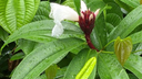 White flower with dark maroon base surrounded by glossy green leaves with water droplets