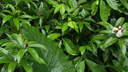 Dense tropical greenery with various broad shiny leaves and small white flowers with red centers