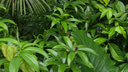 Lush tropical greenery with various shades of green leaves densely packed together, featuring a small white flower near the center