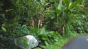 View from a motorbike rider’s perspective on a narrow road surrounded by dense tropical greenery and palm trees