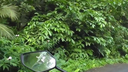 View of a hand on a scooter handlebar driving along a narrow road surrounded by dense tropical green foliage