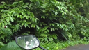 View of a person's hand gripping the handlebar of a motorcycle on a narrow road surrounded by dense green tropical foliage