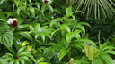 Dense green tropical vegetation with various broad leaves and small red and white flowers amidst them