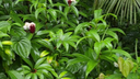 lush green tropical plants with large leaves and several white and red flowers in a dense garden setting