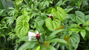 Dense green tropical foliage with large leaves and small white flowers with dark red centers