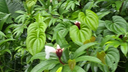 Close-up of lush green tropical plants with broad leaves and small white and red flowers in a dense forest setting