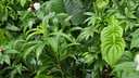 Lush green tropical plants and large leaves with some white and red flowers amid dense foliage