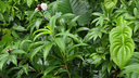 Dense tropical foliage with various green leaves and small white flowers amid the lush greenery