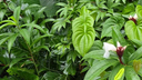 Dense tropical greenery with large heart-shaped leaves and white flowers with dark centers