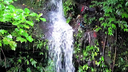 Small waterfall cascading down a mossy rock face surrounded by lush green tropical vegetation