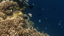 dense coral reef with various small colorful fish swimming in clear deep blue ocean water