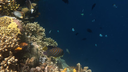 Colorful coral reef teeming with various small fish swimming in clear blue ocean water