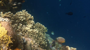Diverse coral formations with small colorful reef fish swimming in clear, deep blue ocean water