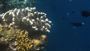 Colorful coral reef with various coral formations and small fish swimming in clear blue water