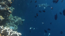 Colorful coral reef teeming with various small fish swimming in clear blue ocean water