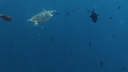 Sea turtle swimming underwater surrounded by numerous small fish in deep blue ocean waters