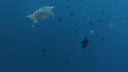 Sea turtle swimming underwater surrounded by small dark fish in deep blue ocean water