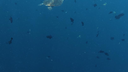 A sea turtle swimming underwater surrounded by a variety of small fish against a deep blue ocean background