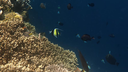 Underwater scene showing colorful coral reef teeming with various small tropical fish against a deep blue ocean backdrop