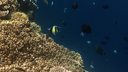 Colorful coral reef underwater with various small tropical fish swimming around