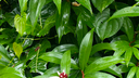 Cluster of vibrant green tropical leaves with a single white flower with a red base in the center, covered in raindrops