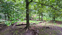 Lush green tree with exposed roots in a forested area with dense foliage and moss-covered ground